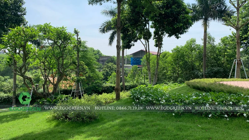 Sau hơn 200 công trình, EGOGREEN nhận ra điều gì tạo nên một khu vườn đẹp?